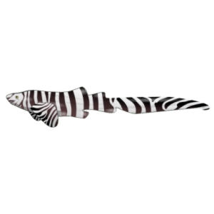 Zebra Zebra Shark